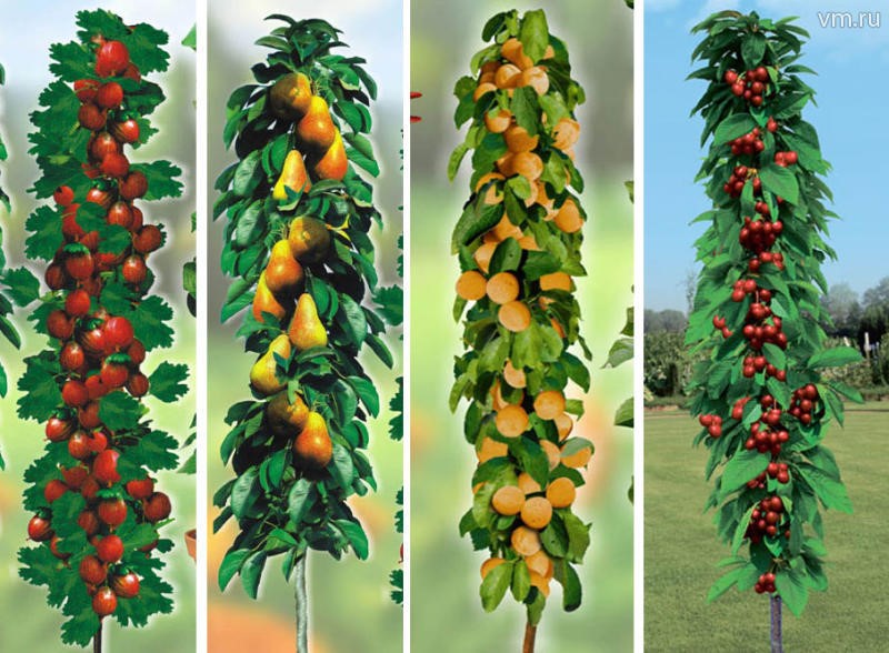 купить саженцы колоновидных плодовых деревьев